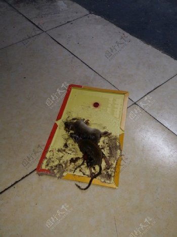 粘鼠板上的老鼠
