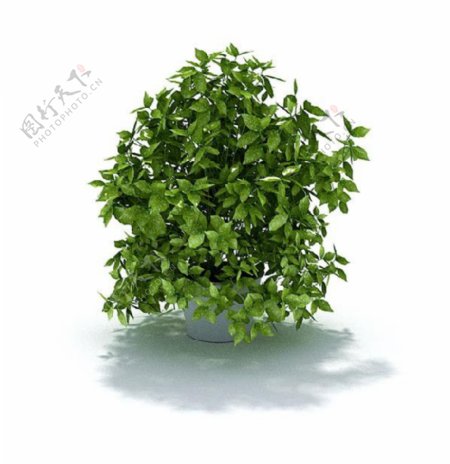 家种绿色小树盆栽3d模型