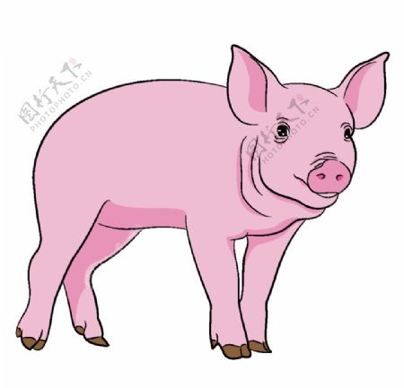 猪年矢量卡通猪