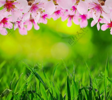 粉红色鲜花和青草丛