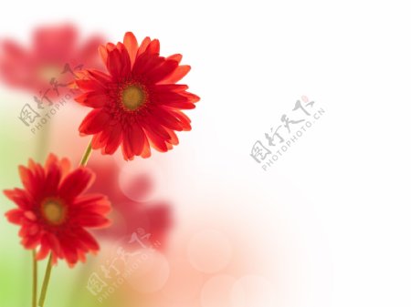 红色雏菊花