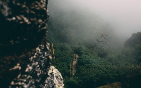 雨林