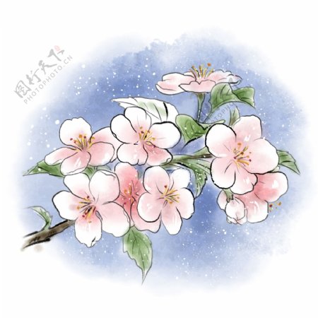 水彩手绘樱花植物花朵桃花春天清明谷雨花瓣