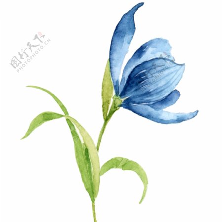 水彩蓝色郁金香春天植物元素