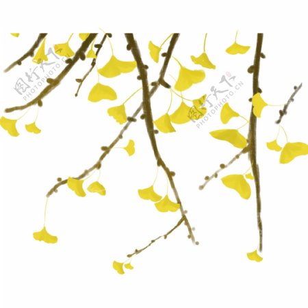 黄色系秋季银杏树树叶凋落png