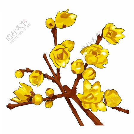 黄色冬天手绘卡通植物腊梅
