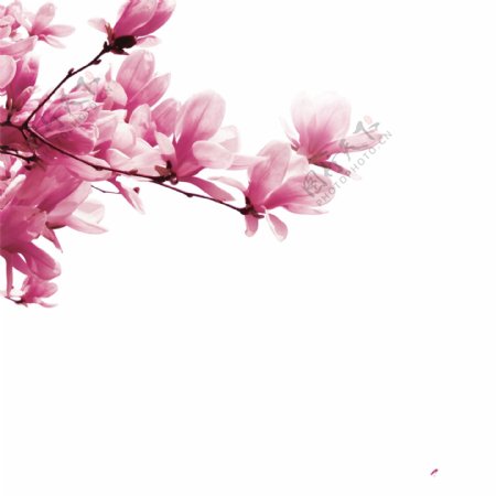 粉色美丽花朵装饰元素