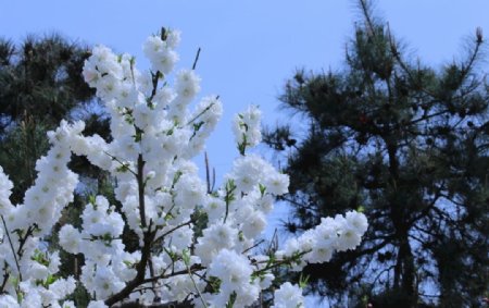 碧桃花儿