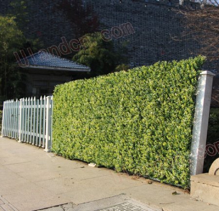 仿真植物墙装饰围墙效果图