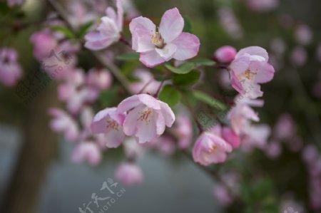 春天呀花朵盛开时