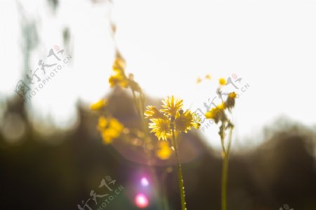 光晕下的小黄花摄影图