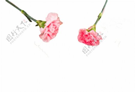 两朵粉色绽放花朵