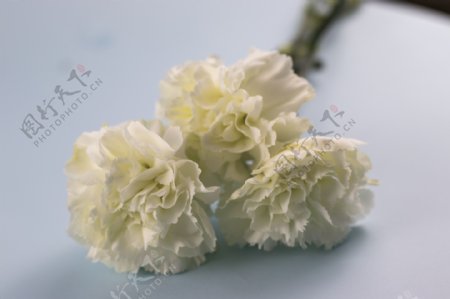 鲜花系列之白色的花朵1