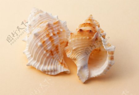 贝壳软体动物