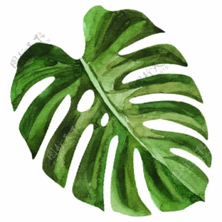 手绘的水彩绿叶素材
