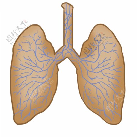人体肺部器官