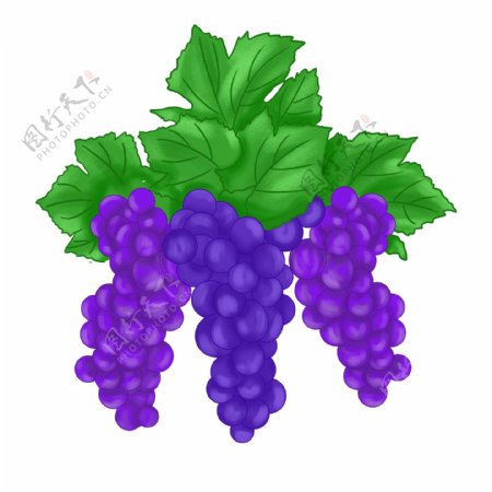 水果葡萄紫色小清新手绘生鲜绿叶