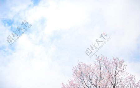 蓝天白云下的樱花