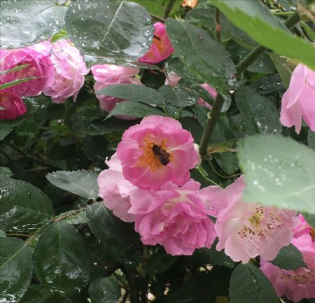 蜜蜂采月季