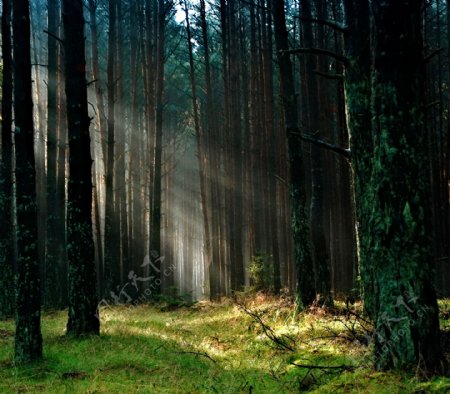 自然树林森林阳光树林