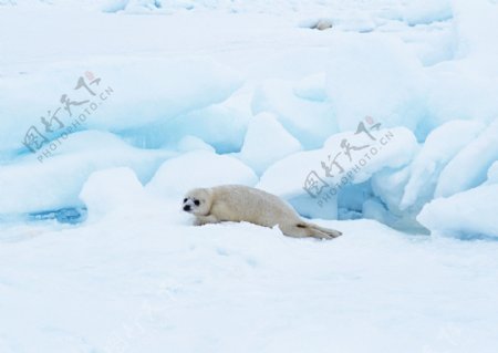 南极雪地海豹动物北极熊