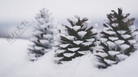 雪后松果