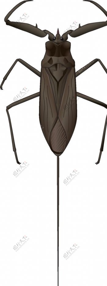 昆虫系列蝎蝽