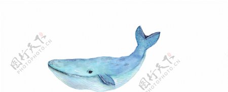 手绘水彩鲸鱼矢量素材