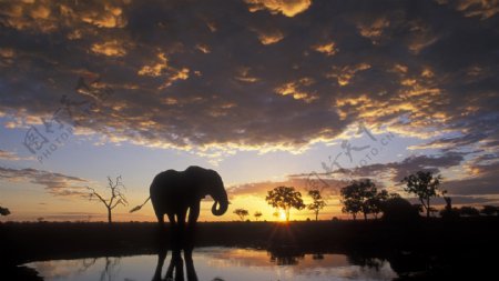 夕阳下的大象