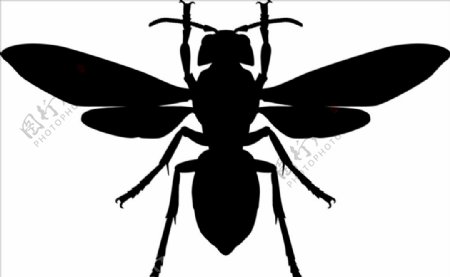 昆虫系列黄蜂剪影