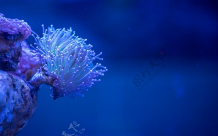 海底海葵生物海水背景