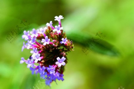 花草茶