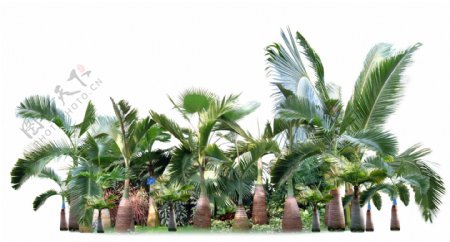 大根椰子树