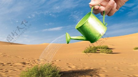 沙漠绿植防止沙化