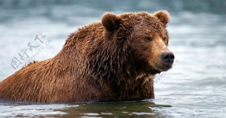 狗熊棕熊河水野生动物
