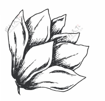 简笔绘画植物花朵图谱