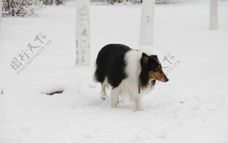 雪中苏牧犬