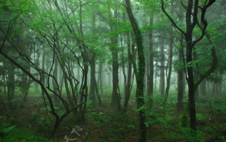 清新森林秘境摄影