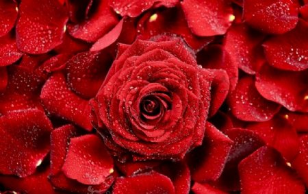 高清火红水滴情人节玫瑰