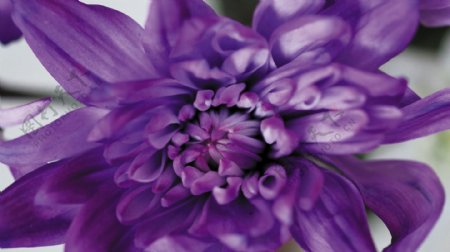 花春紫色植物