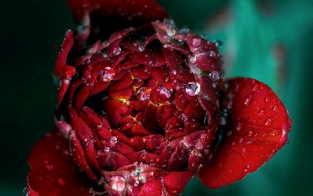 沾满露水的红玫瑰