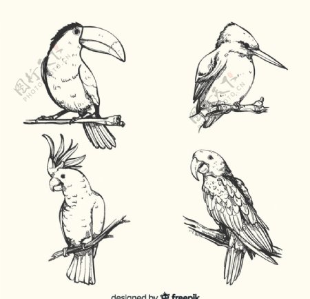 4款手绘鸟类设计