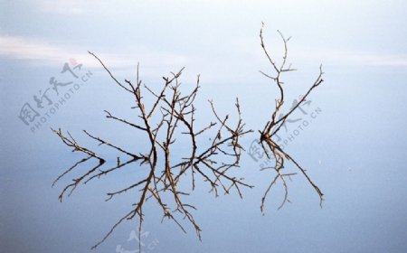 水面枯树枝