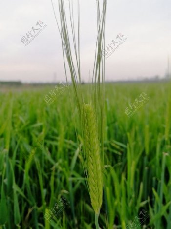 麦穗小麦大麦麦地野外