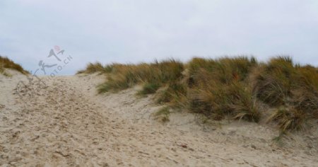 荷兰海滩沙丘目睹春自