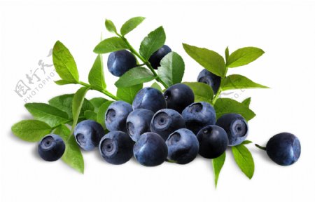 鲜甜多汁的蓝莓