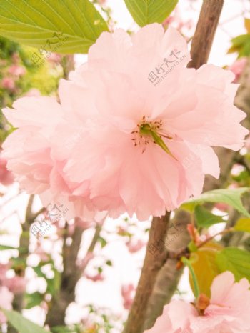 樱花素材美丽春景春天