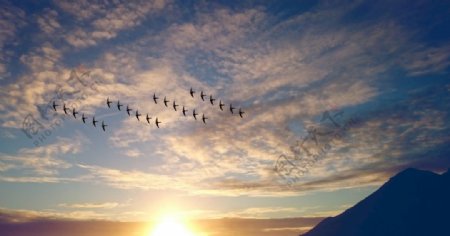 夕阳下在空中飞行的鸟群