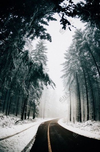 雪天森林公路