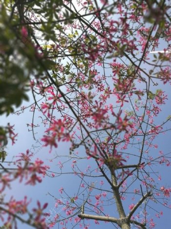 树花美景街景植物蓝天